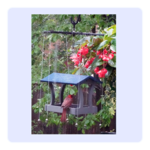 A rectangular fly-through bird feeder protected by a Sparrow-B-Gone with a beautiful red bird hanging in a yard with red flowers.