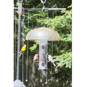 Native birds eating from a bird feeder protected by a Sparrow-B-Gone and a weather guard