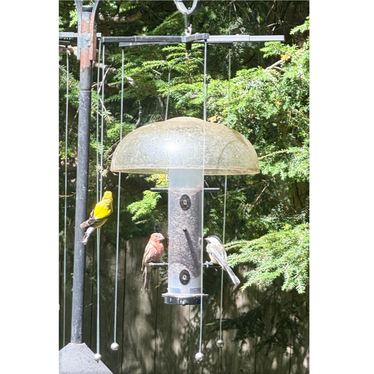 Sparrow-B-Gone! for Tube Feeders