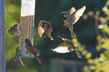 House Sparrows flocking to a bird feeder