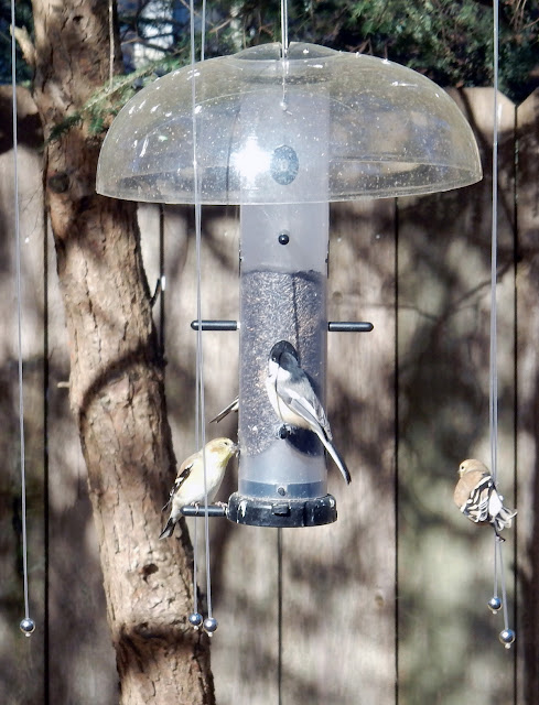 A tube feeder protected by a Sparrow-B-Gone and weather guard with 3 native song birds