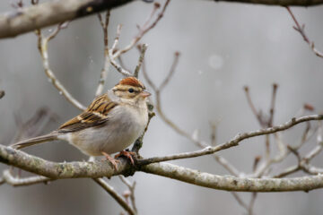 A Chipping Sparrow in winter resting on a branch