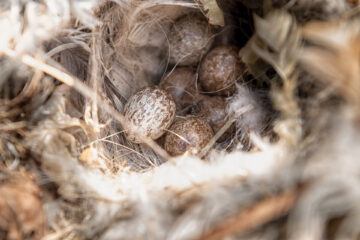 6 House Sparrow eggs in a nest