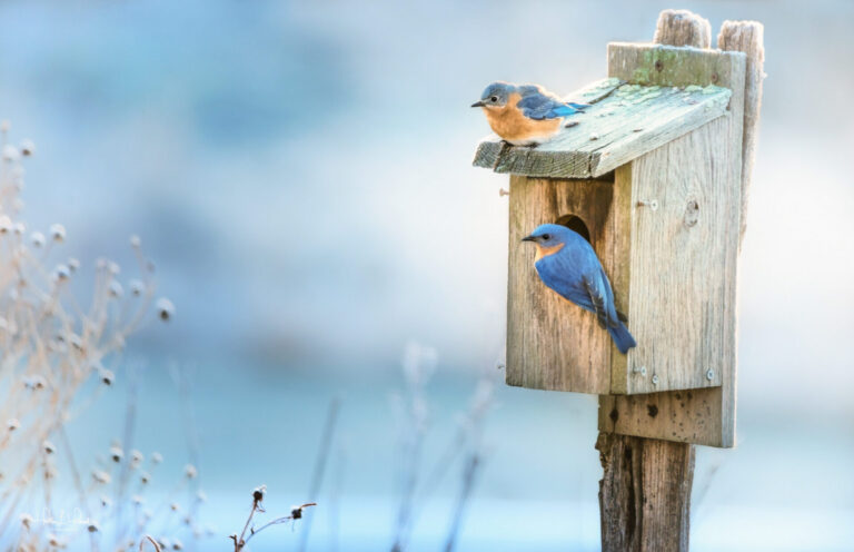 Two Eastern Bluebirds on a nesting box