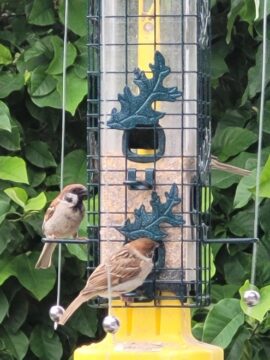 Two Eurasian tree sparrow feeding at a caged tube feeder protected with a sparrow spooker