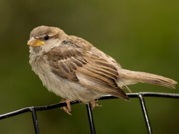 Juvenile House Sparrow on wire caging