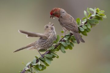 A male House Finch feeding a juvenile House finch on a branch