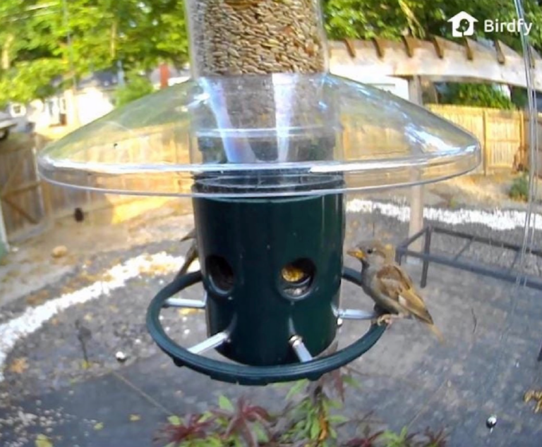 Juvenile house sparrow at feeder protected by Sparrow-B-Gone