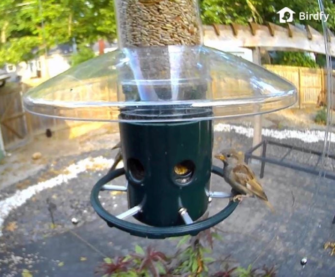 Juvenile house sparrow at feeder protected by Sparrow-B-Gone