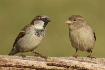 A male and a female House Sparrow perched on a log