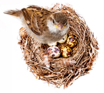 Female house sparrot on nest filled with house sparrow eggs