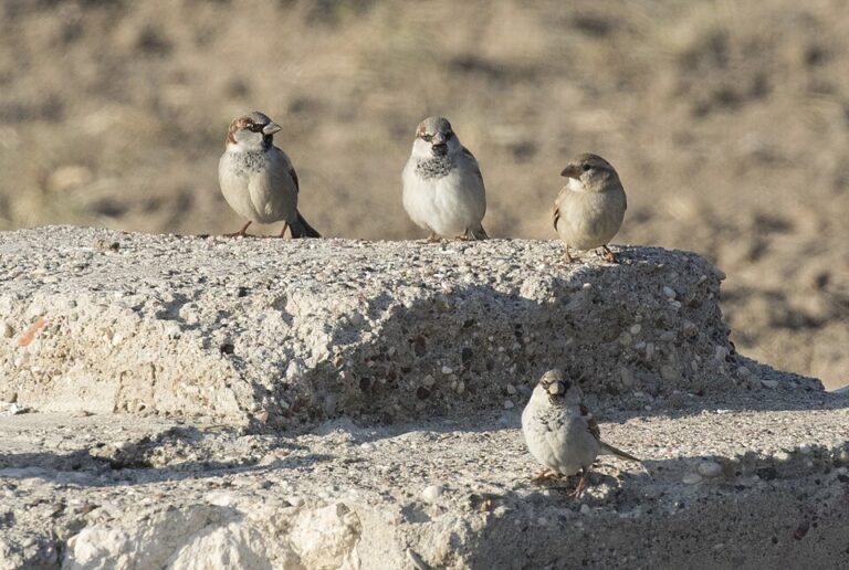 4 house sparrows sitting on concrete
