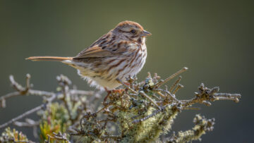 Song Sparrow perched on a branch