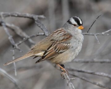 White Crowned Sparrow on a bare branch
