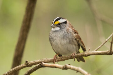 A White-Throated Sparrow resting on a branch
