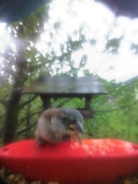 A photo taken by a smart camera feeder after rain that is blurry