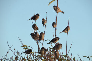 A bunch of house sparrows perching on autumn branches