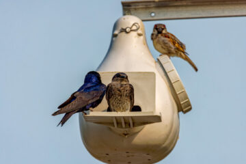 2 purple martins and a house sparrow on a nest box