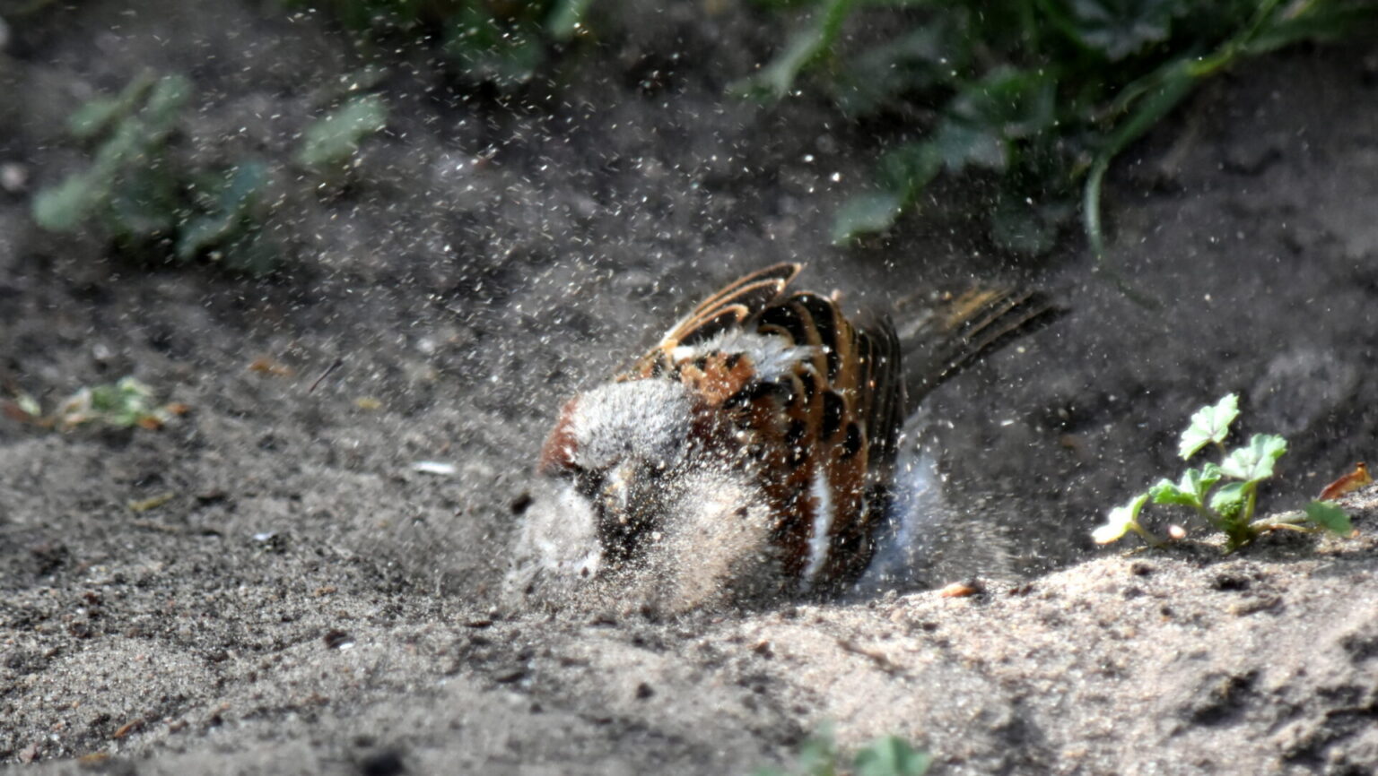 House Sparrow Taking a dust bath