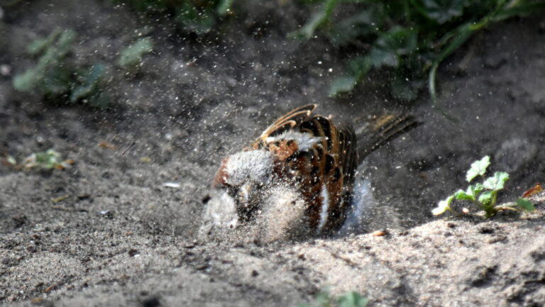 House Sparrow Taking a dust bath