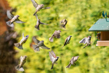 Large flock of house sparrows flapping toward a bird feeder