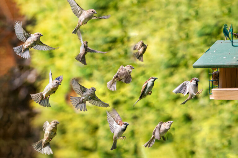 Large flock of house sparrows flapping toward a bird feeder