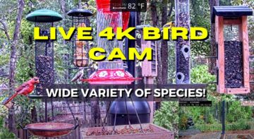 A screen grab of the bird feeding set up in Ken Little's yard
