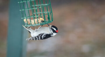 A downy woodpecker hangs upside down from a suet feeder