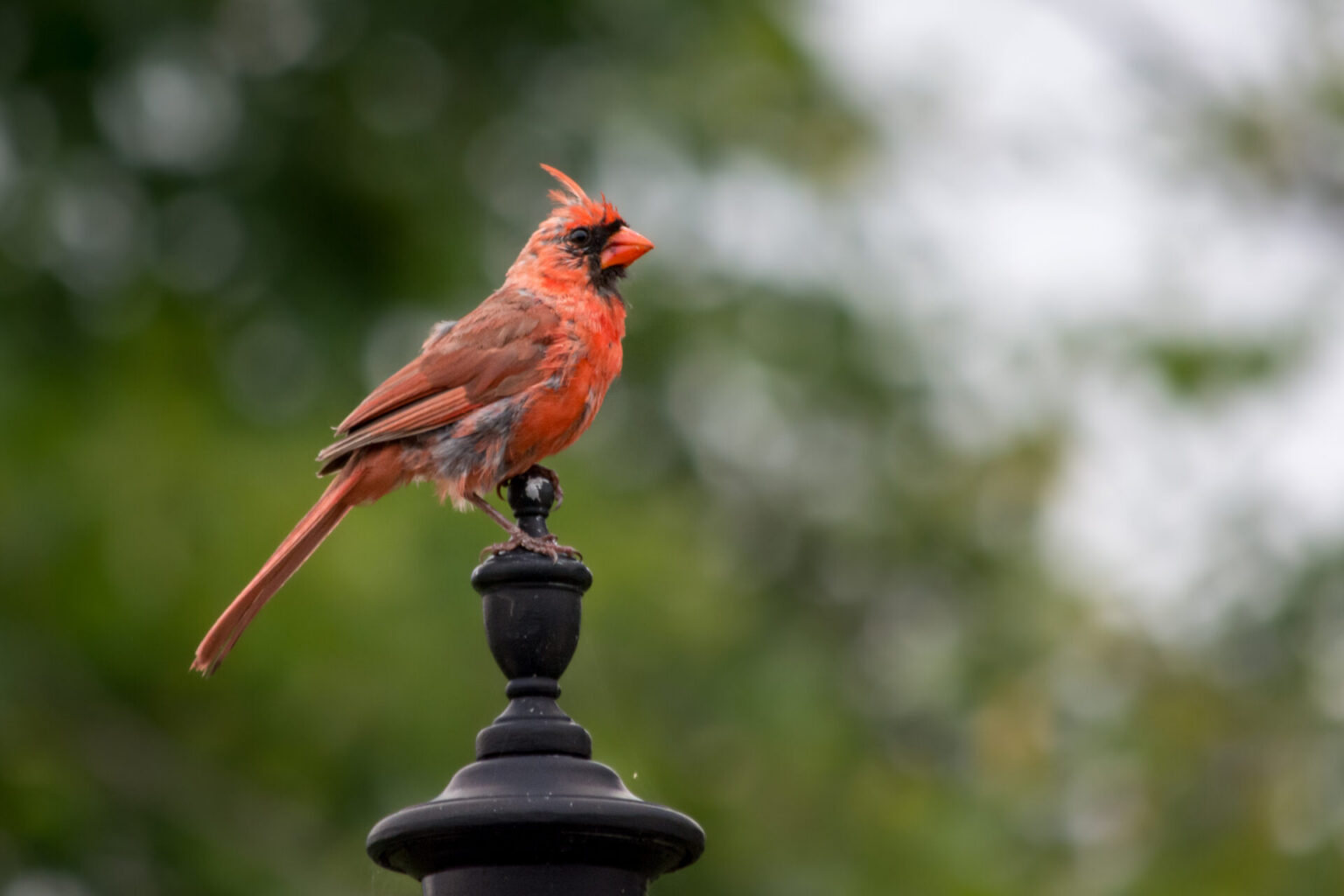 A male Northern Cardinal perched on a fence post.