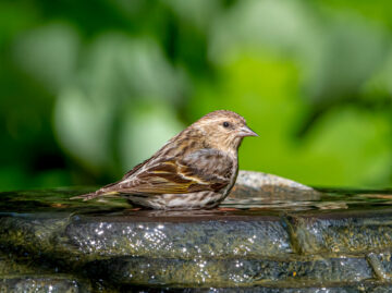 A pine siskin in a birdbath