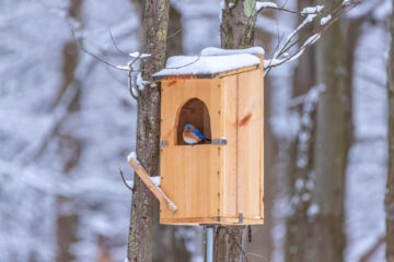 A nesting box in winter with a bluebird perched in the opening