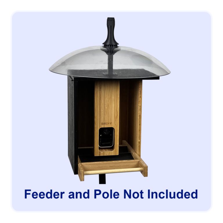 The Birdfy Bamboo smart camera bird feeder protected with a rain dome