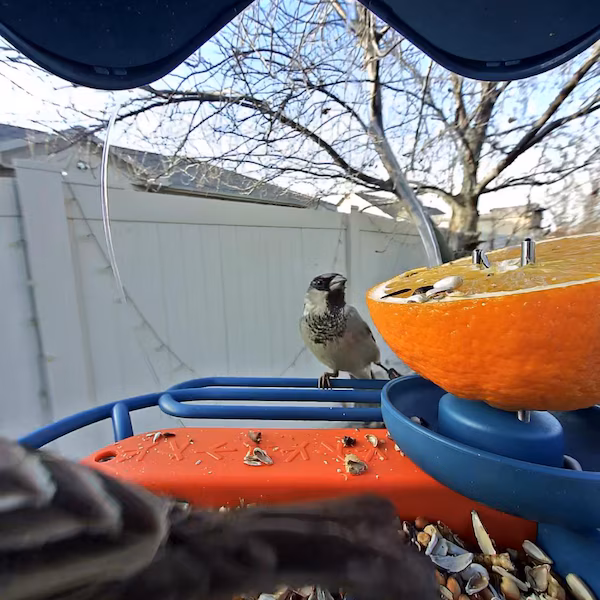 Bird Buddy with a Sparrow-B-Gone capturing a picture of a song bird.