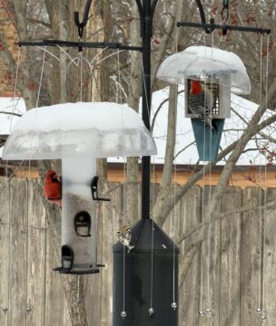 A woodpecker eating suet from a snowy feeder next to a Cardinal eating seed from a separate bird feeder.