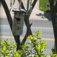 Bluebird house protected by Sparrow-B-Gone