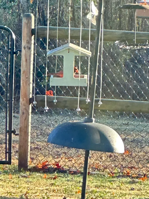 Rectangle feeder protected by a Sparrow-B-Gone