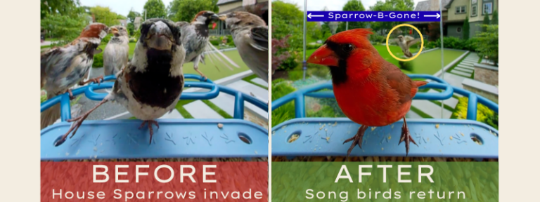 A split before and after image. The left image shows a group of house sparrows dominating a smart camera bird feeder. The image on the right shows a smart camera bird feeder with a Sparrow-B-Gone installed. A cardinal is feeding, while a Sparrow hovers nearby but can't land.