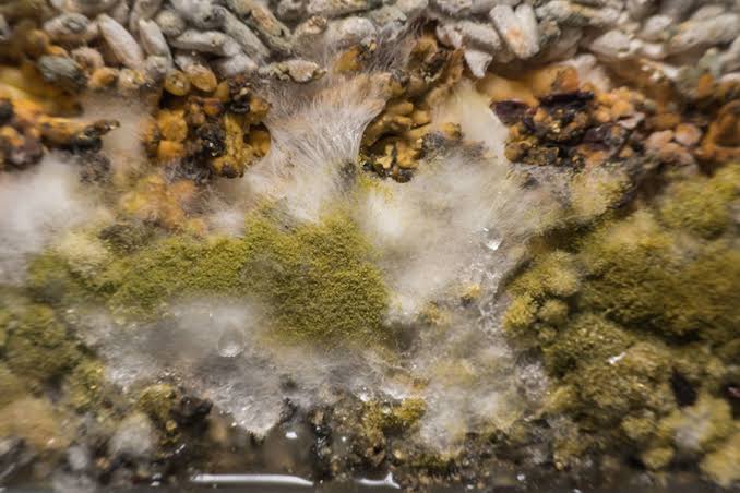 Bird seed growing mold