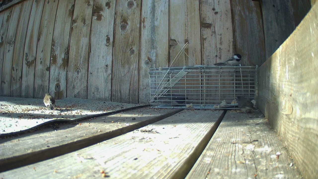 House Sparrows and other birds around trap